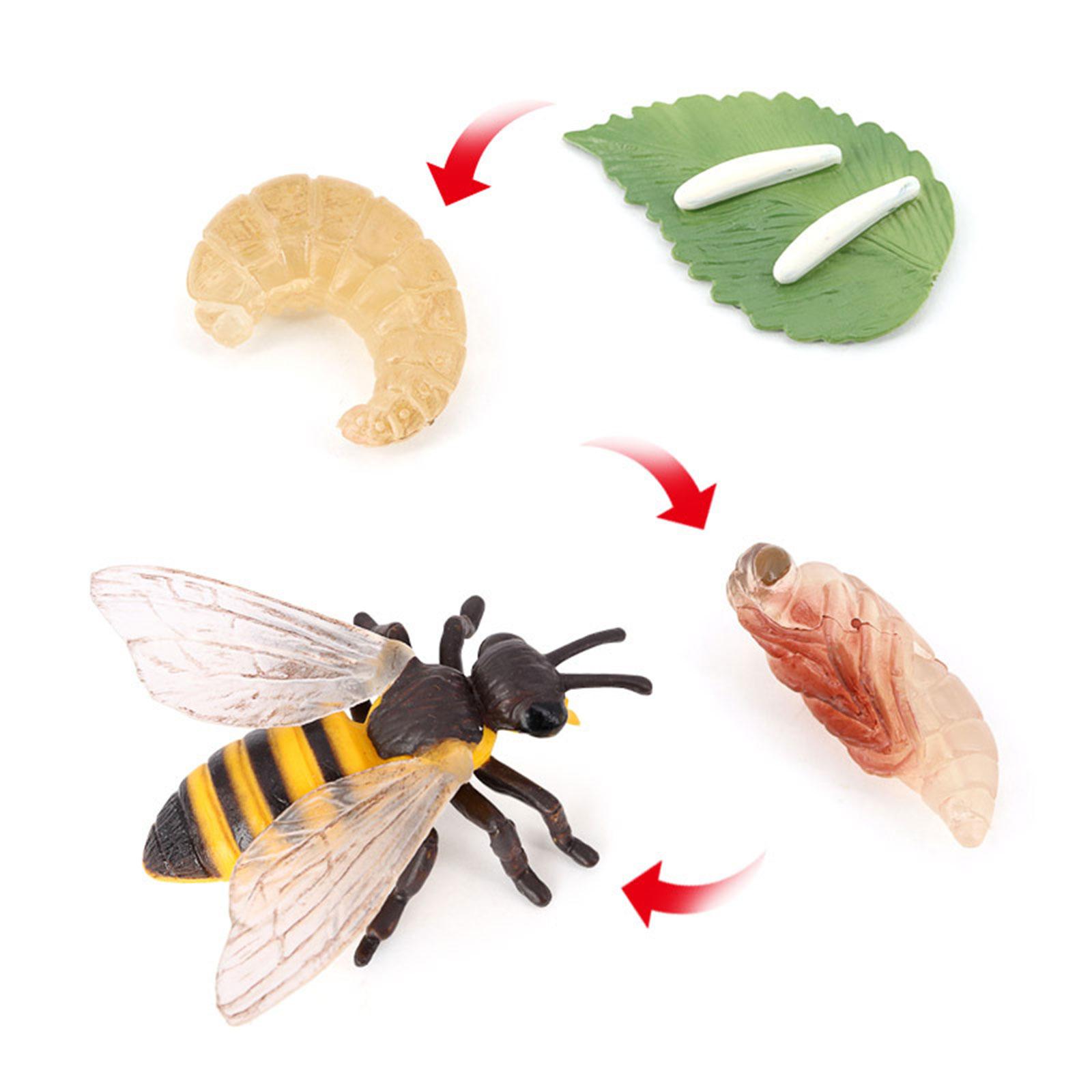 Animal Life Cycle Bee Model Ed - Kids Education Presentation 评论和价格
